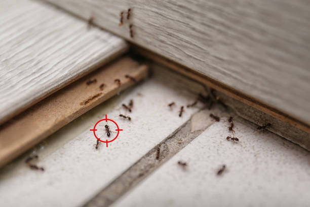 Best Mosquito Control Services  in Newstle, CA
