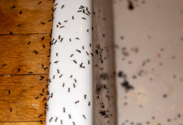 Best Best Pest Control Companies  in Newstle, CA