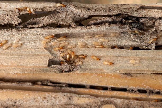 Best Emergency Pest Control  in Newstle, CA